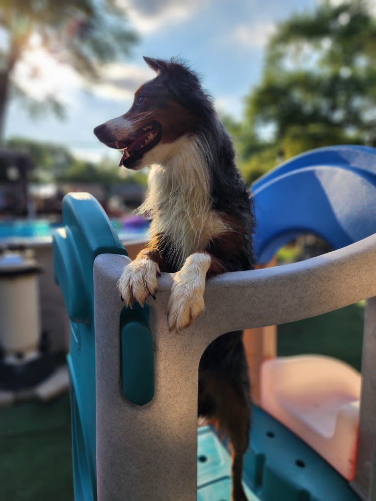 Remi, an Australian Shepherd and Border Collie mix tested with EmbarkVet.com