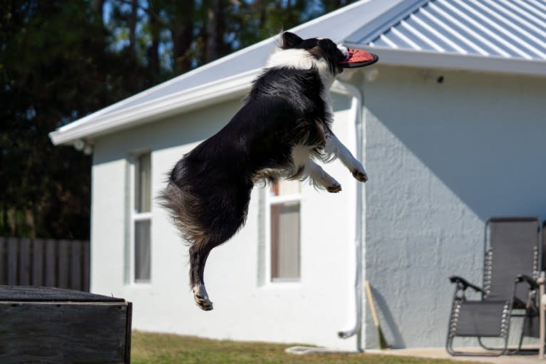 Boomer, an Australian Shepherd tested with EmbarkVet.com