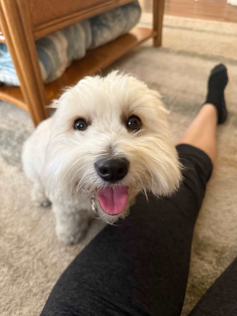 Leo, a Coton de Tulear tested with EmbarkVet.com