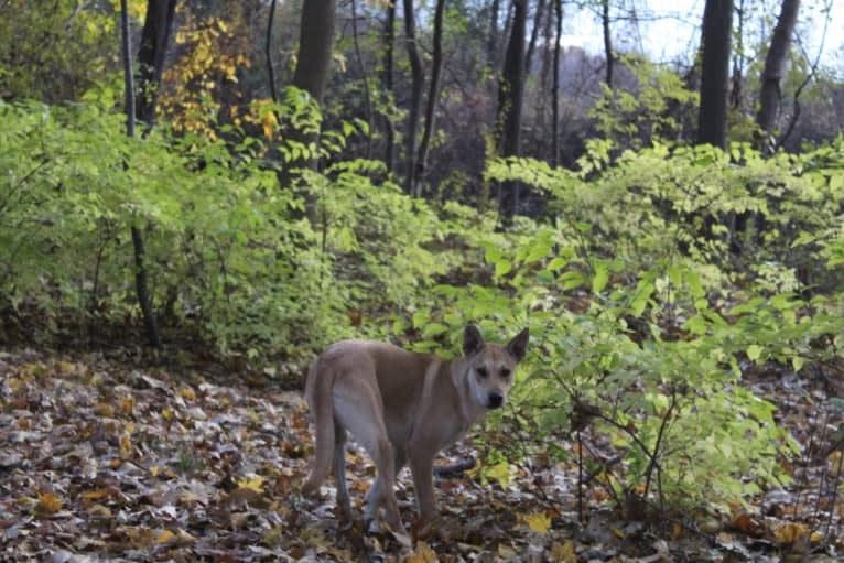 Bones, a Carolina Dog tested with EmbarkVet.com