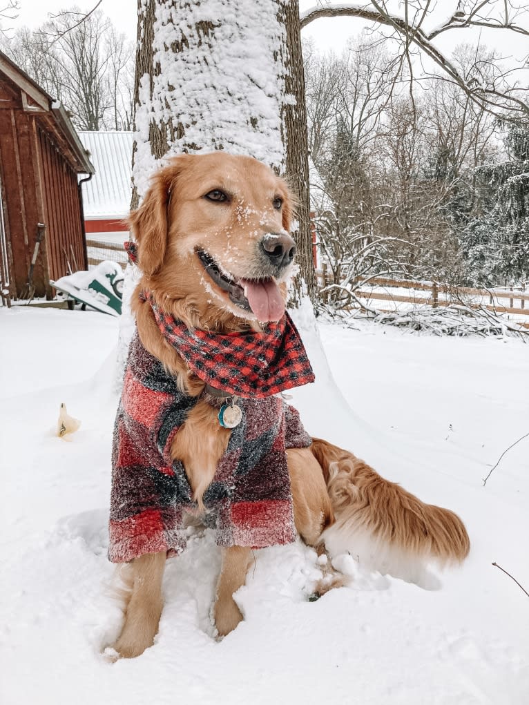 Marley, a Golden Retriever tested with EmbarkVet.com