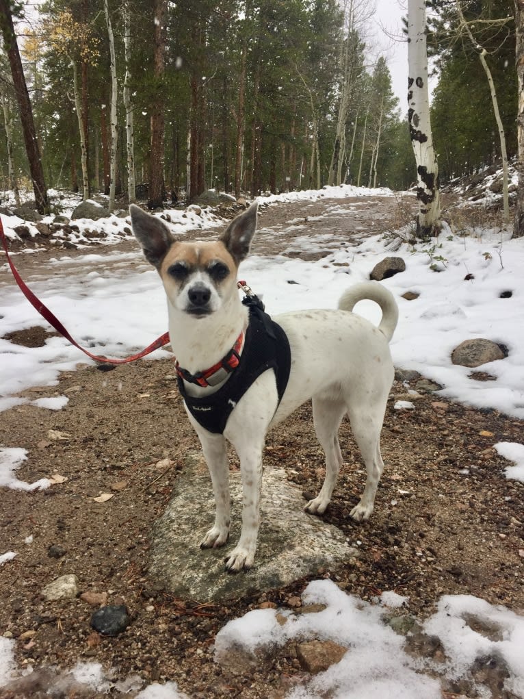 Salsa, a Chihuahua and Russell-type Terrier mix tested with EmbarkVet.com