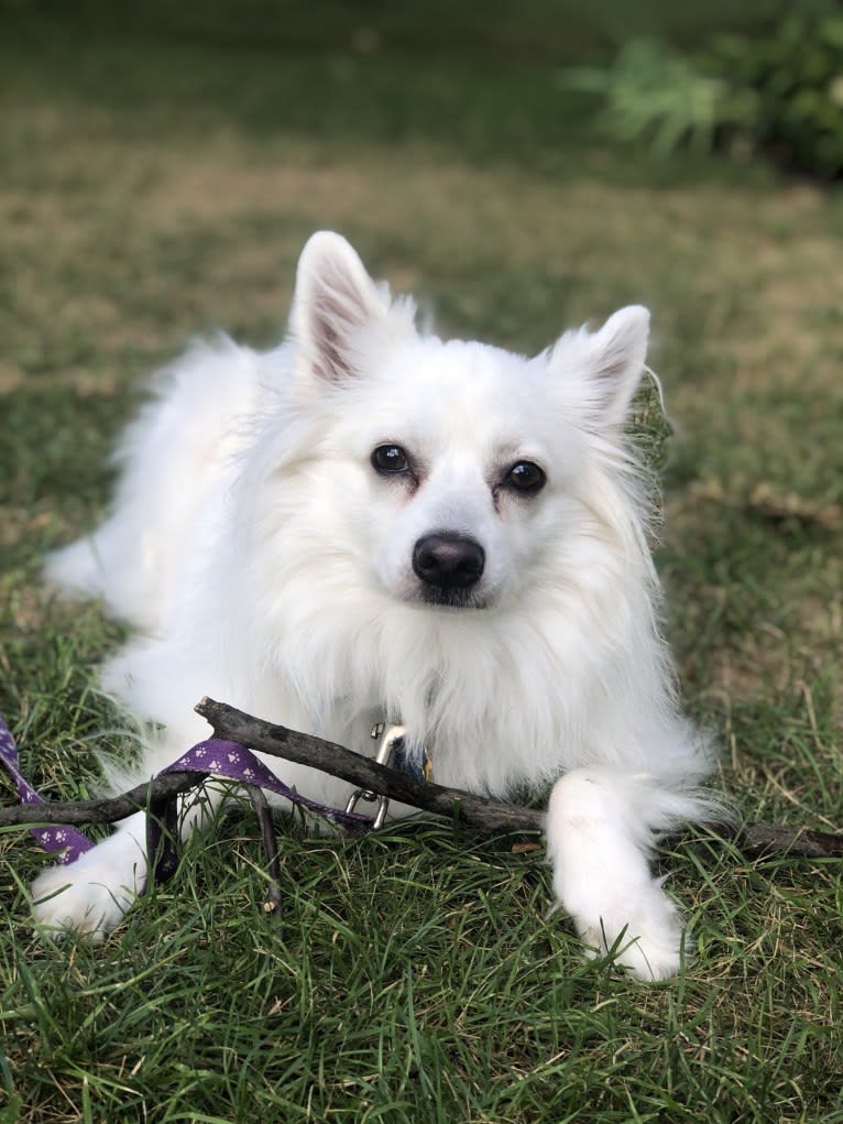 Koda, an American Eskimo Dog tested with EmbarkVet.com