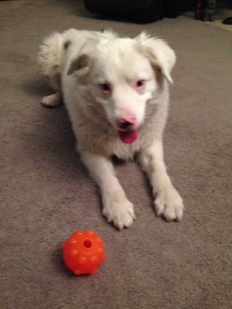 Kimba, an Australian Shepherd tested with EmbarkVet.com