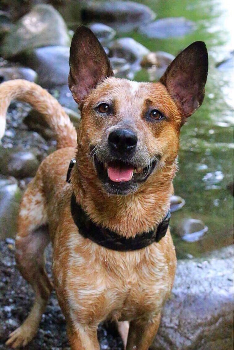 Frost, an Australian Cattle Dog tested with EmbarkVet.com