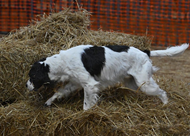 Tag, an English Springer Spaniel tested with EmbarkVet.com