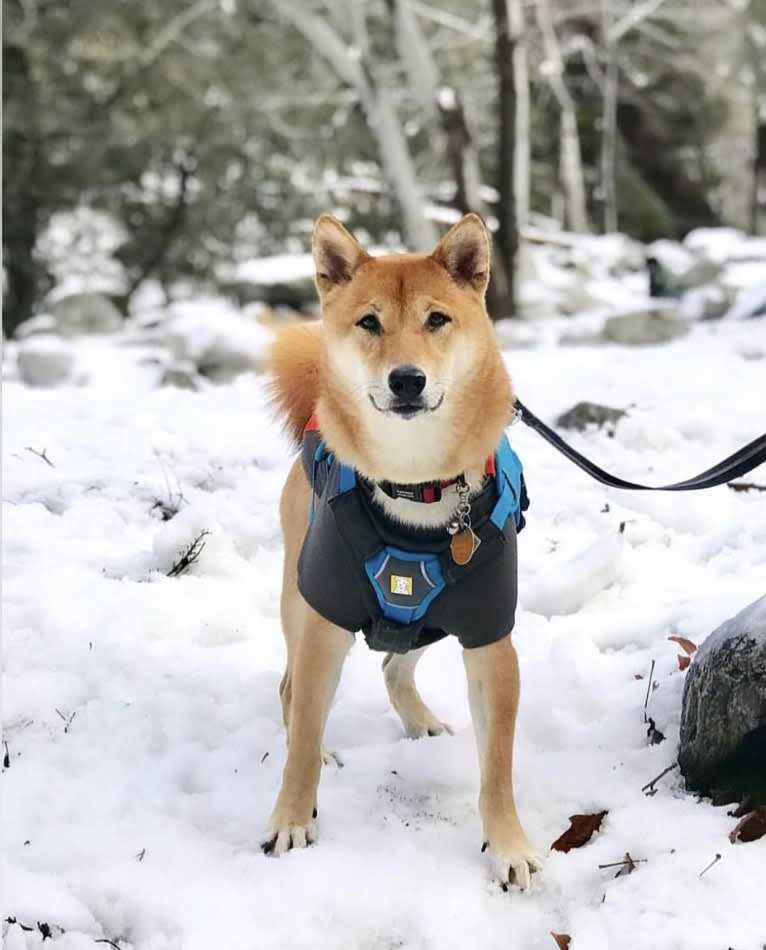 Max, a Shiba Inu tested with EmbarkVet.com