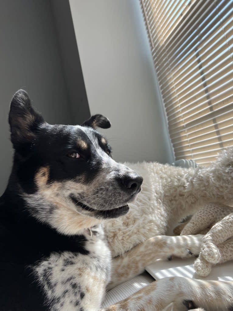 Charlie, a Siberian Husky and Australian Cattle Dog mix tested with EmbarkVet.com
