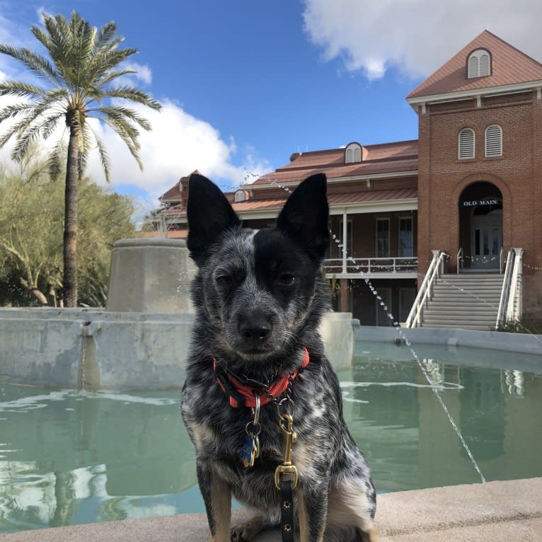 Echo, an Australian Cattle Dog and Chihuahua mix tested with EmbarkVet.com