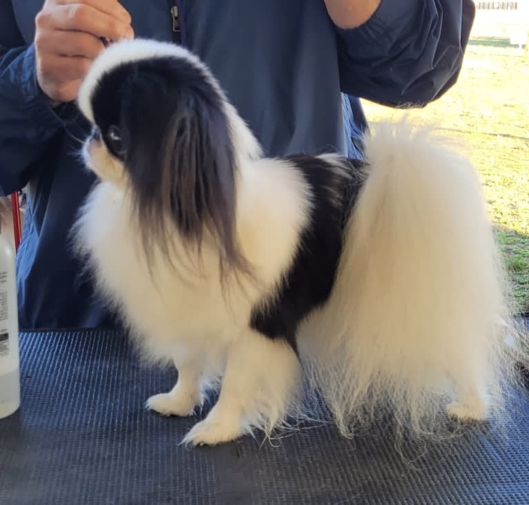 Ritzy, a Japanese Chin tested with EmbarkVet.com