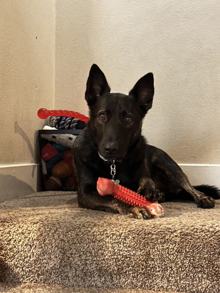 Ronan, a German Shepherd Dog and Belgian Malinois mix tested with EmbarkVet.com