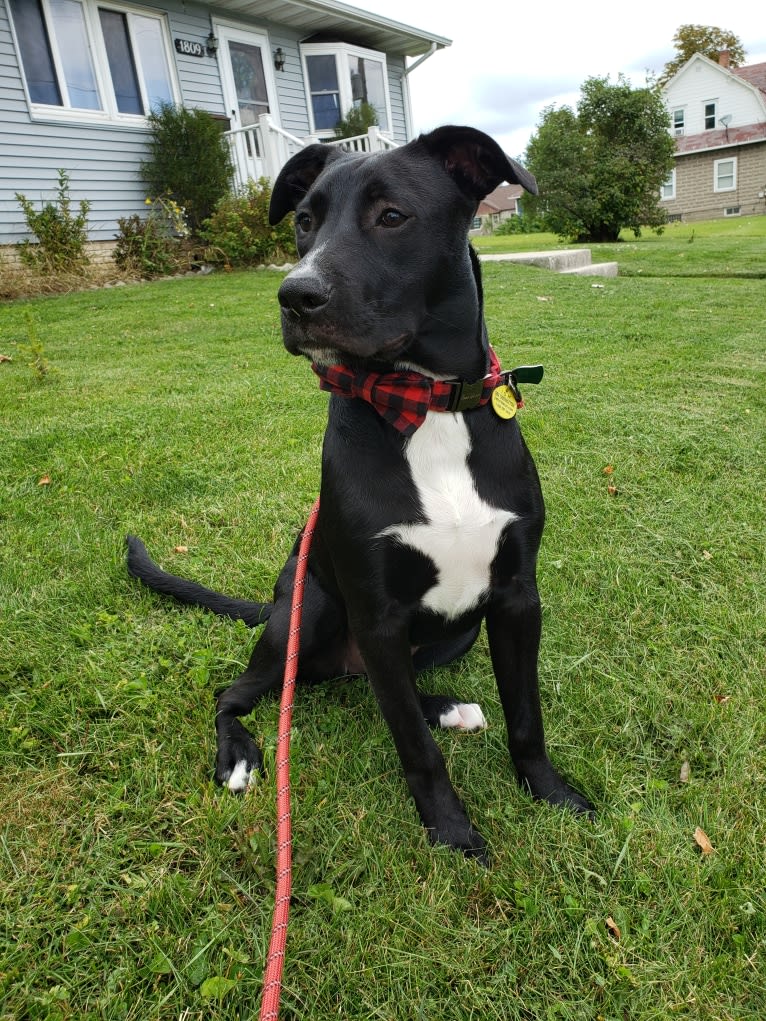 Finn, an American Bully and Labrador Retriever mix tested with EmbarkVet.com