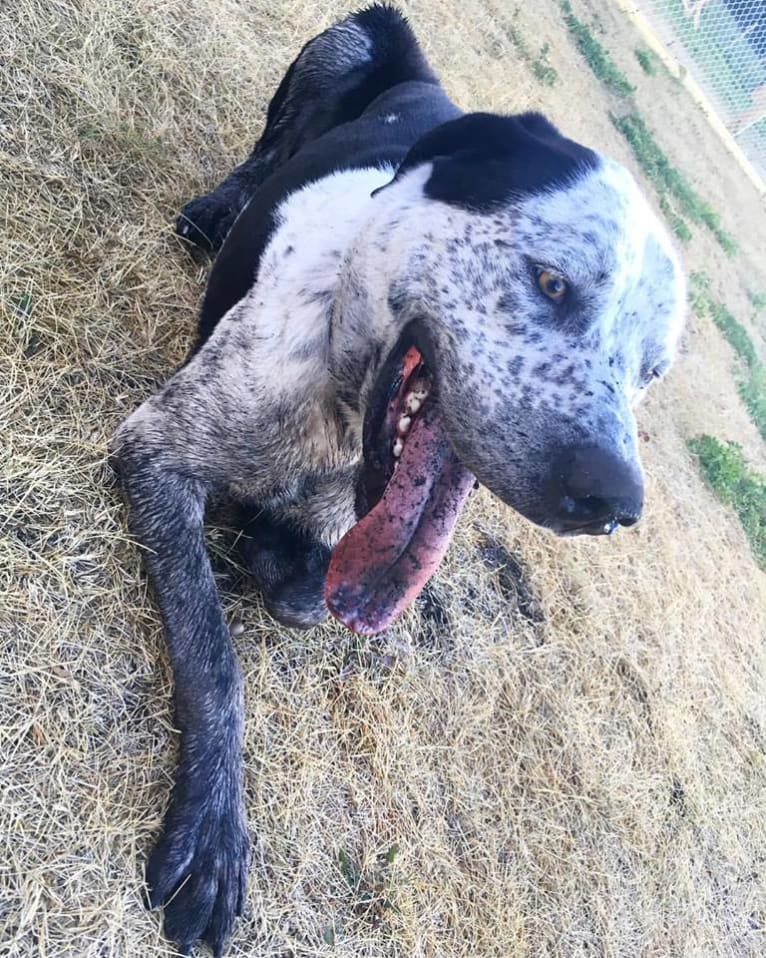 Monty, an American Pit Bull Terrier and Great Pyrenees mix tested with EmbarkVet.com