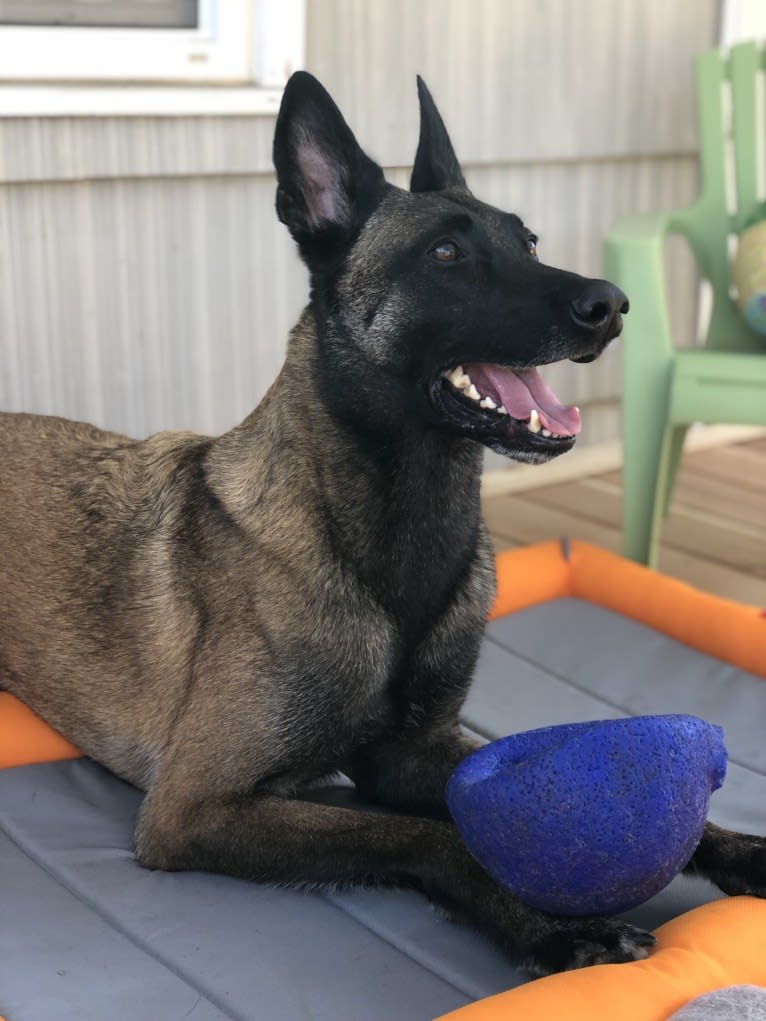 Rook, a Belgian Shepherd tested with EmbarkVet.com