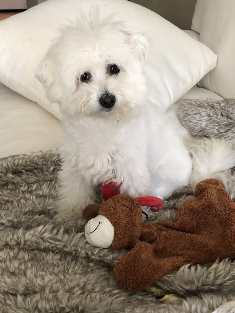 Henley, a Maltipoo tested with EmbarkVet.com