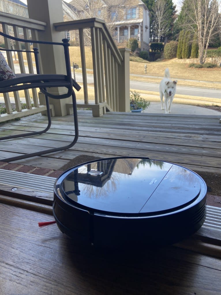 Dash, a Gerberian Shepsky (12.7% unresolved) tested with EmbarkVet.com
