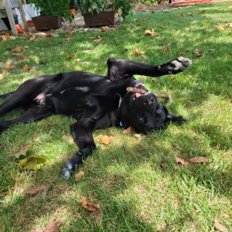 Hunter, a Labrador Retriever and American Bulldog mix tested with EmbarkVet.com