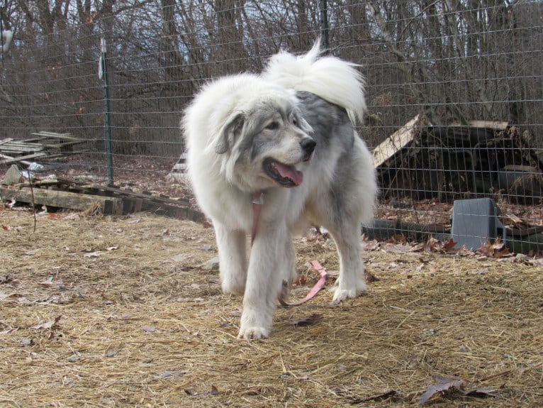 Kima, a Great Pyrenees tested with EmbarkVet.com