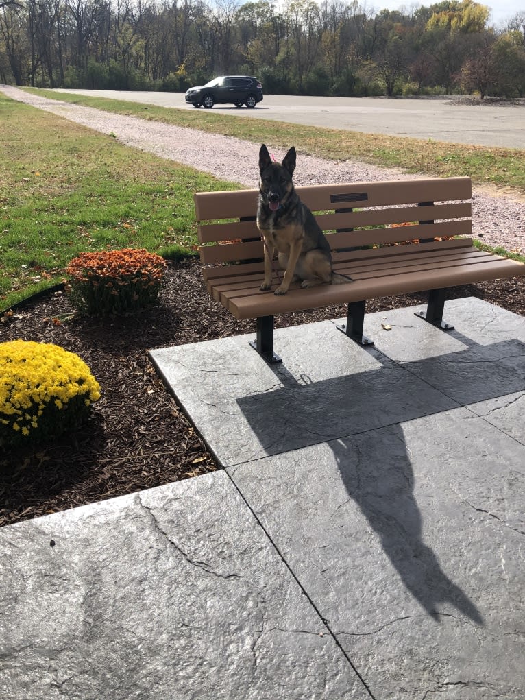 Tala, a German Shepherd Dog and Australian Cattle Dog mix tested with EmbarkVet.com