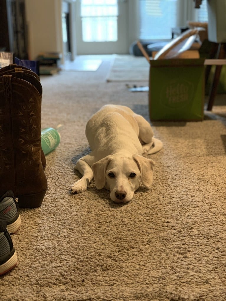 Eira, a Cocker Spaniel and Beagle mix tested with EmbarkVet.com