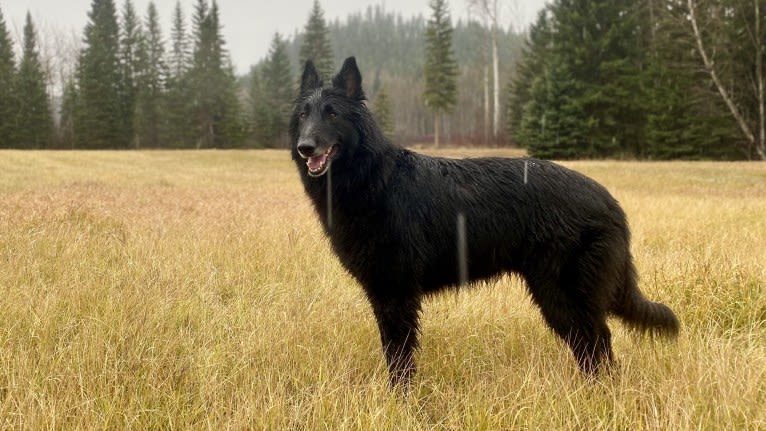 Kye, a Belgian Shepherd tested with EmbarkVet.com