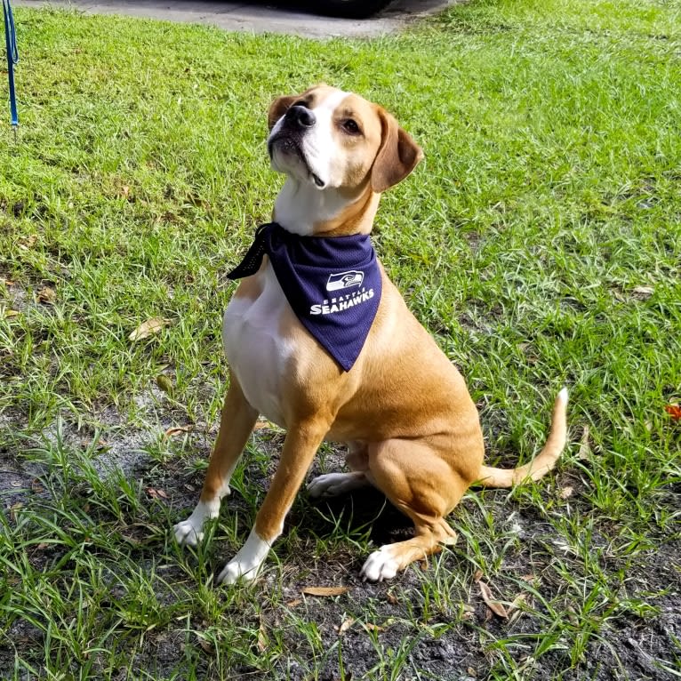 Dakota, an American Pit Bull Terrier and American Staffordshire Terrier mix tested with EmbarkVet.com