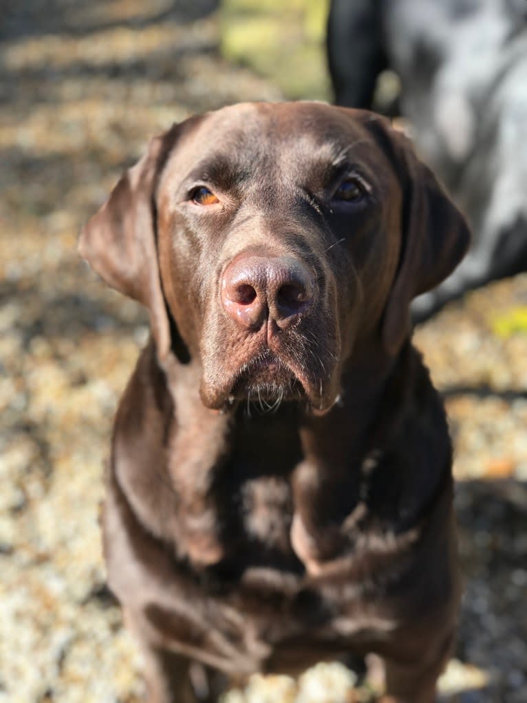 Zeke, a Labrador Retriever tested with EmbarkVet.com