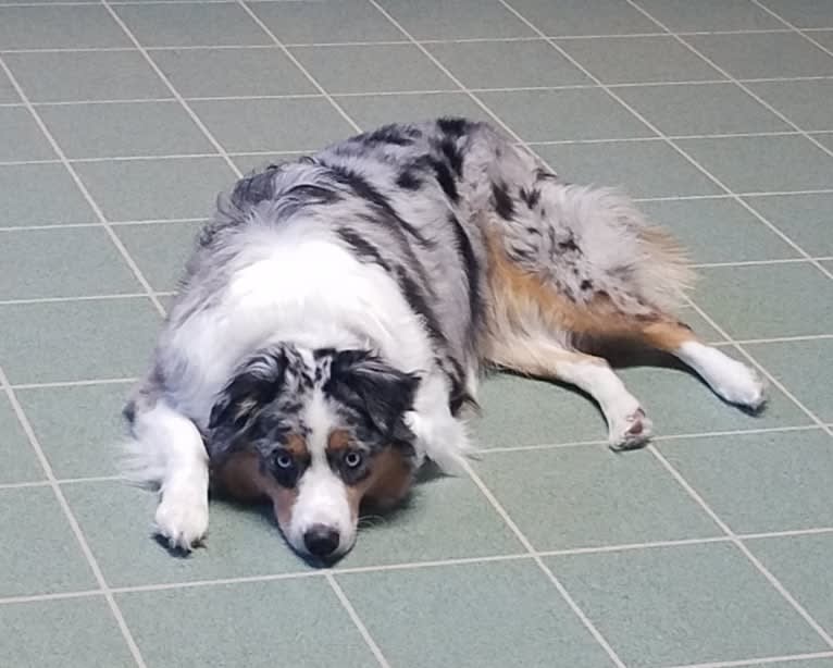 Amara, an Australian Shepherd tested with EmbarkVet.com