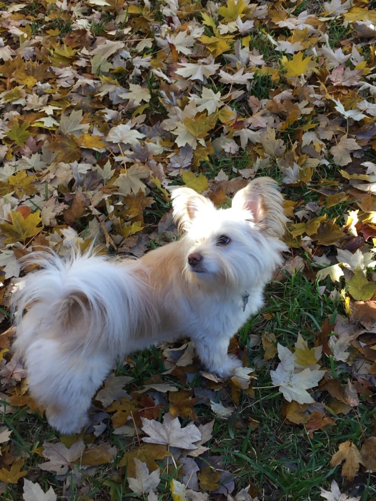 Foxie, a Pomeranian and Chow Chow mix tested with EmbarkVet.com