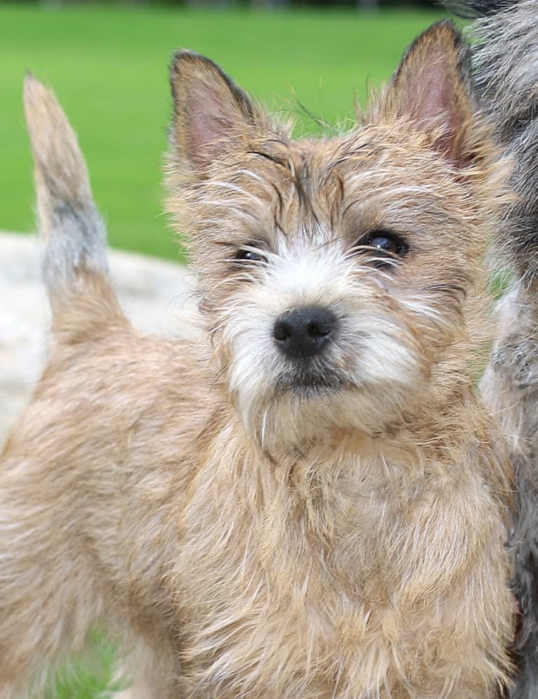 Ruby, a Cairn Terrier tested with EmbarkVet.com