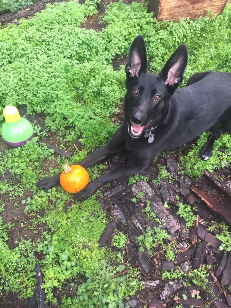 Lula, a German Shepherd Dog and Golden Retriever mix tested with EmbarkVet.com