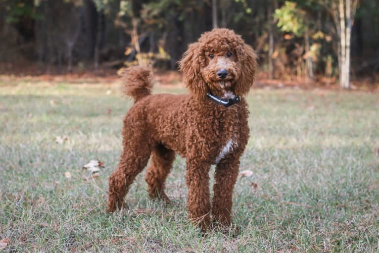 Rowdy, a Poodle (Standard) tested with EmbarkVet.com