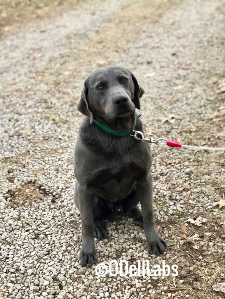 Eli, a Labrador Retriever tested with EmbarkVet.com