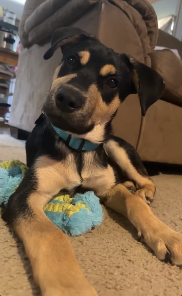 Kai, an Australian Cattle Dog and American Pit Bull Terrier mix tested with EmbarkVet.com