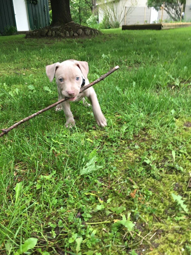 Mira, an American Pit Bull Terrier and American Bulldog mix tested with EmbarkVet.com