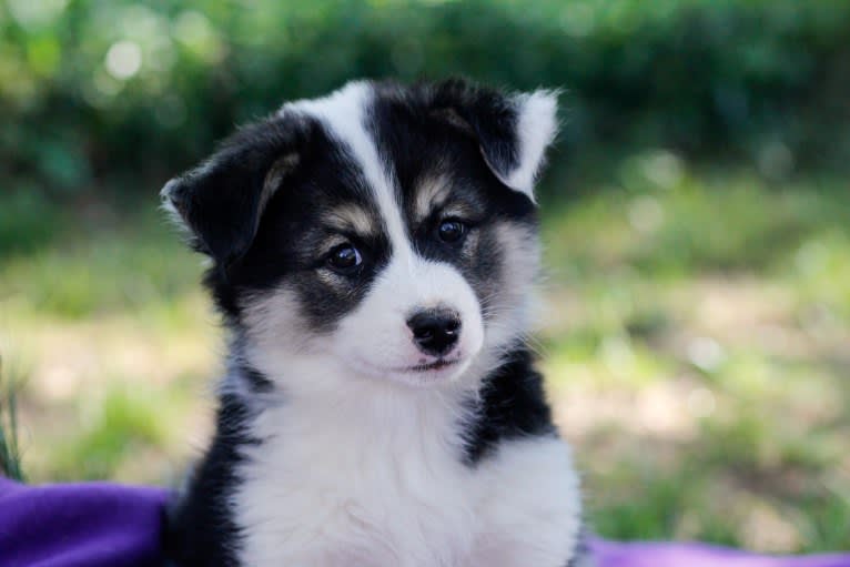 Sokka, an Icelandic Sheepdog tested with EmbarkVet.com