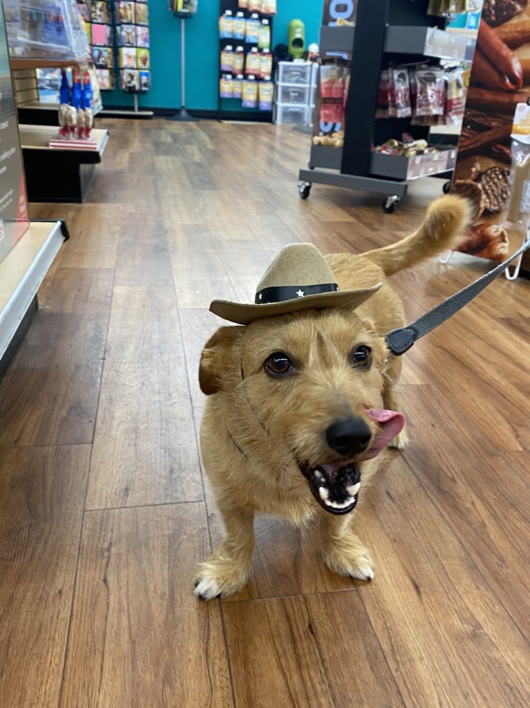 Olive, a Dachshund and Australian Shepherd mix tested with EmbarkVet.com