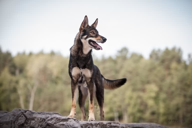 Jorah, a Siberian Husky and German Shepherd Dog mix tested with EmbarkVet.com