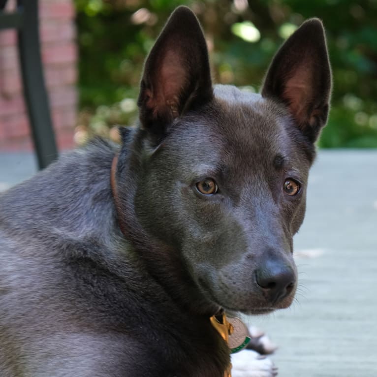 Olive, a German Shepherd Dog and Siberian Husky mix tested with EmbarkVet.com