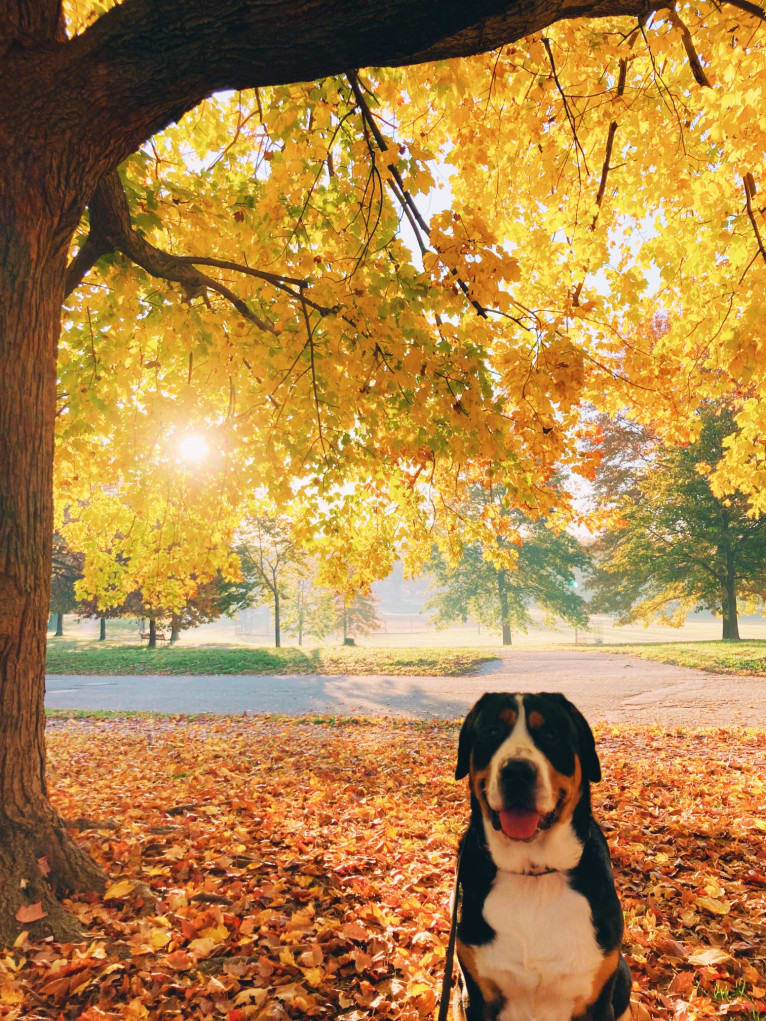 Beans, a Greater Swiss Mountain Dog tested with EmbarkVet.com