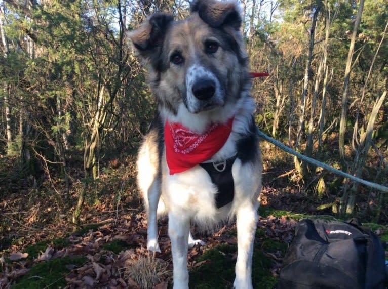 Mr Fluffy Russian Dog, a West Asian Village Dog tested with EmbarkVet.com