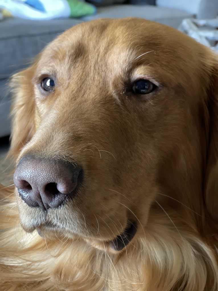 Cooper, a Golden Retriever tested with EmbarkVet.com