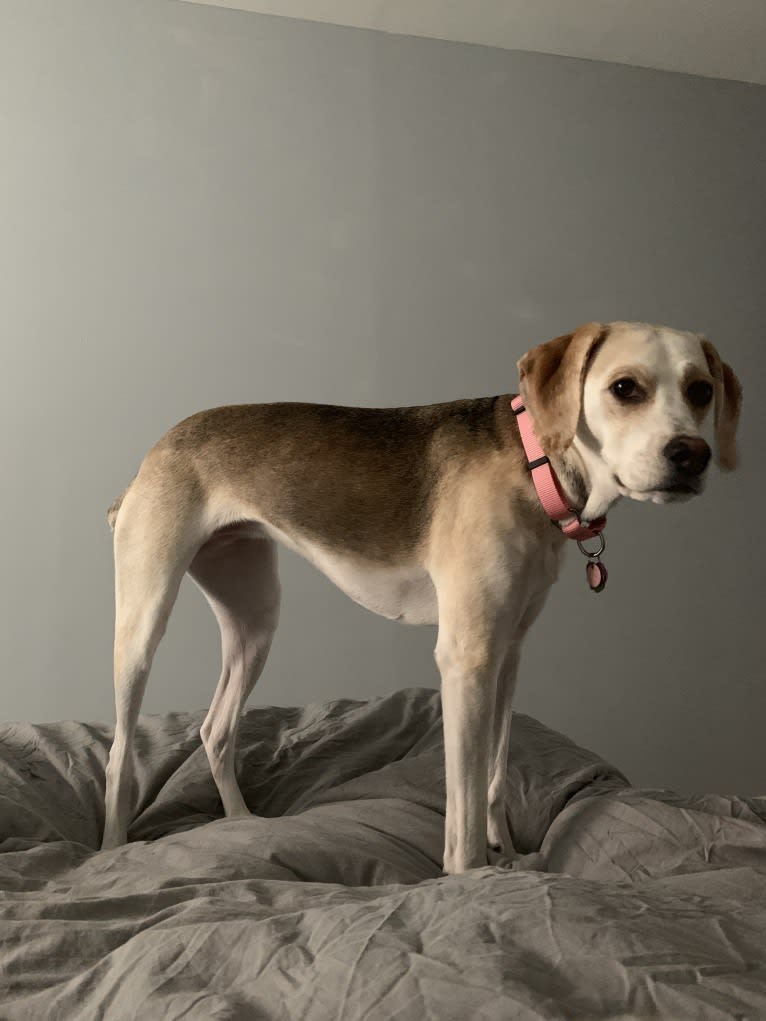 Daphne, an American Foxhound and English Foxhound mix tested with EmbarkVet.com