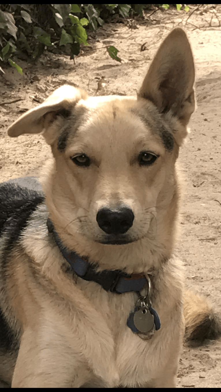 Indy, a German Shepherd Dog and Chow Chow mix tested with EmbarkVet.com