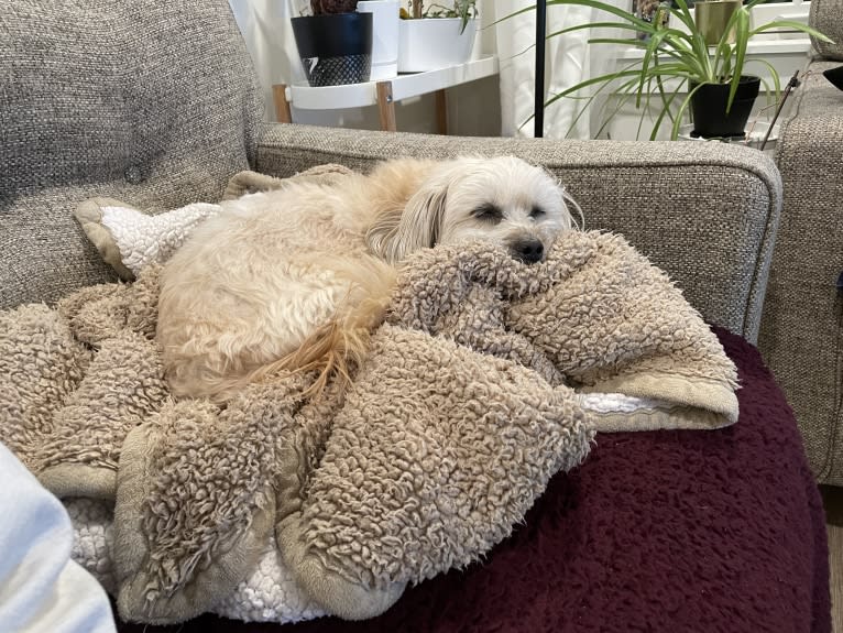 Bella, a Shih Tzu and Poodle (Small) mix tested with EmbarkVet.com