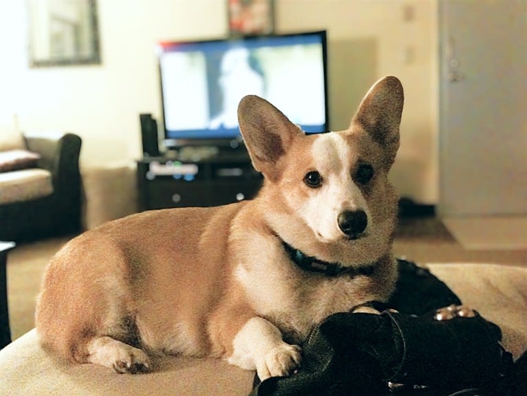 Clark, a Pembroke Welsh Corgi tested with EmbarkVet.com