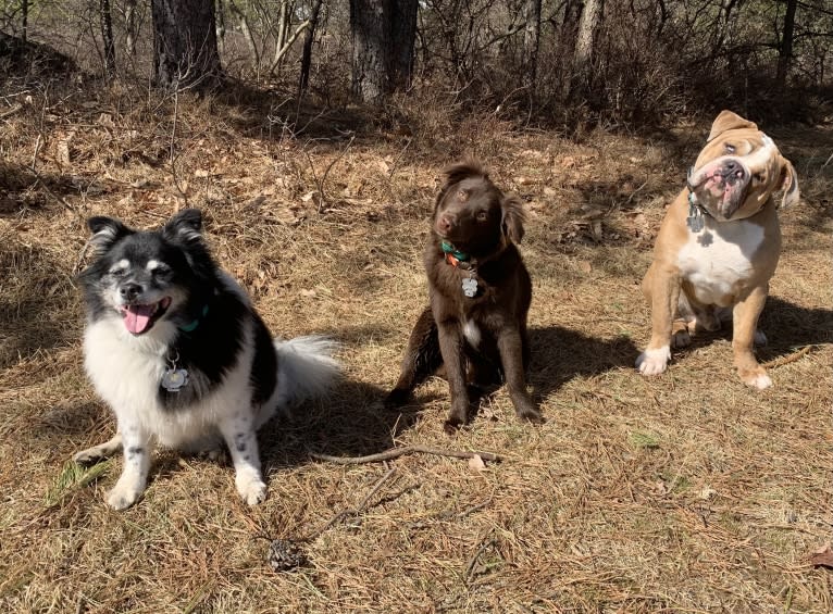 Snickers, an Australian Shepherd tested with EmbarkVet.com