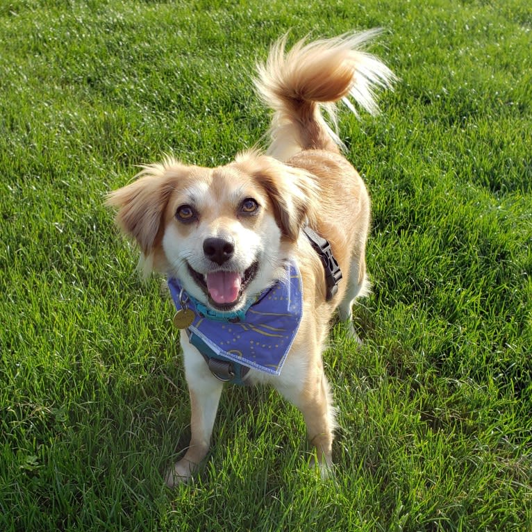 Dougie, a Chihuahua and Dachshund mix tested with EmbarkVet.com