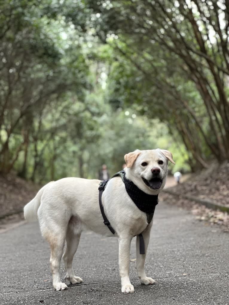 baobao, a Hong Kong Village Dog tested with EmbarkVet.com