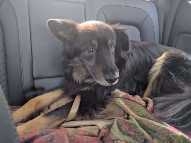 Cooper, a German Shepherd Dog and Golden Retriever mix tested with EmbarkVet.com